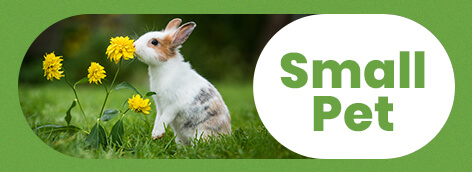 Blog Dogs Category