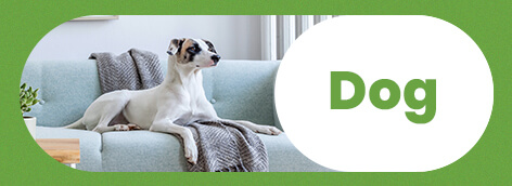 Blog Dogs Category