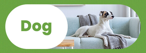 Blog Dogs Category